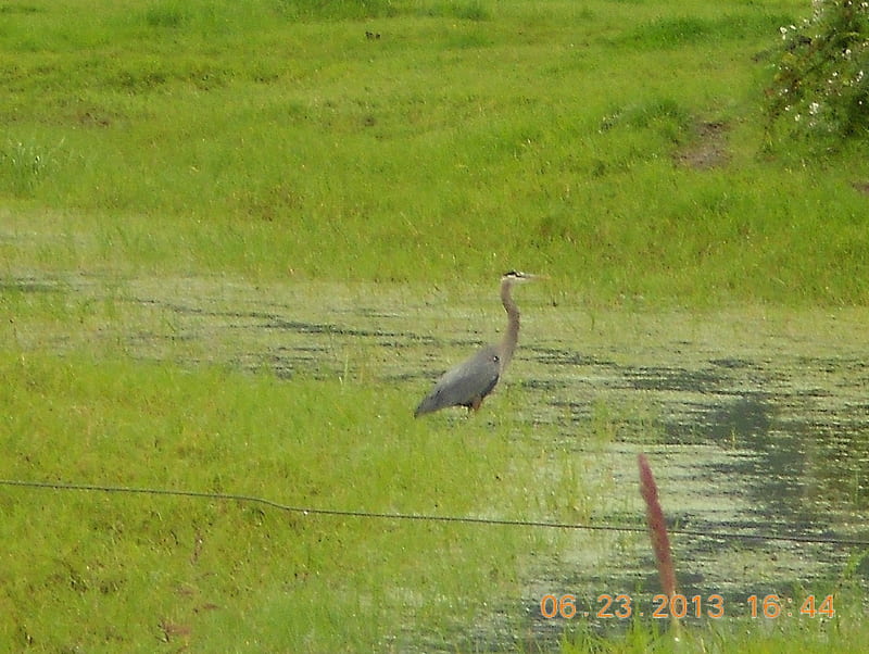 Grey Heron, Water, Pond, Bird, Grass, HD wallpaper