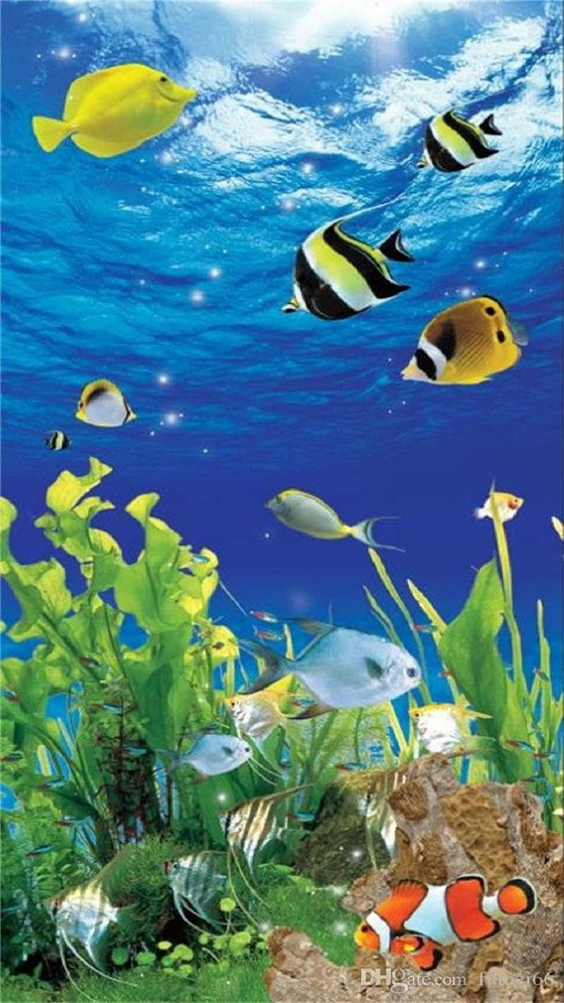 Aquarium , fish, ocean, sea, tank, water, HD phone wallpaper