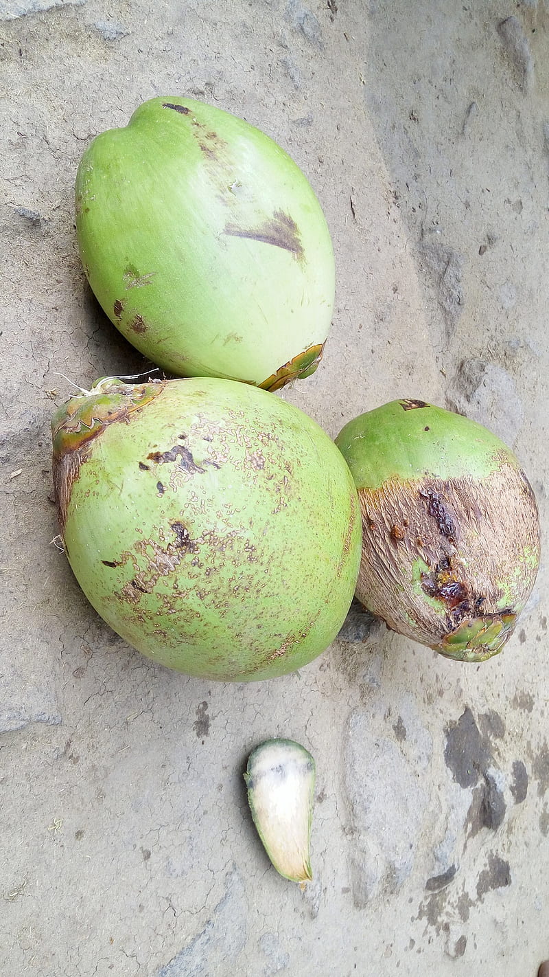 Nature Coconut, background, food, green, HD phone wallpaper | Peakpx