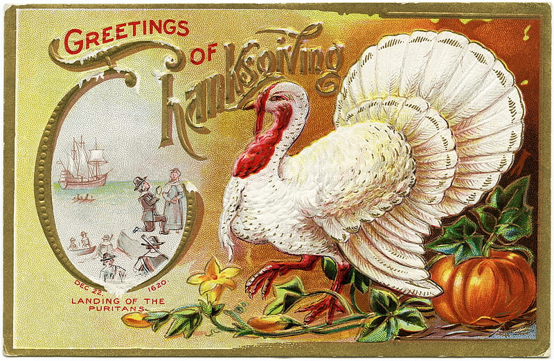 Happy Thanksgiving!, red, turkey, bird, pasari, white, vintage, thanksgiving, card, retro, HD wallpaper