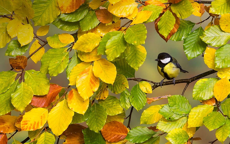 Great Tit, autumn, bird, green, pasare, yellow, leaf, HD wallpaper