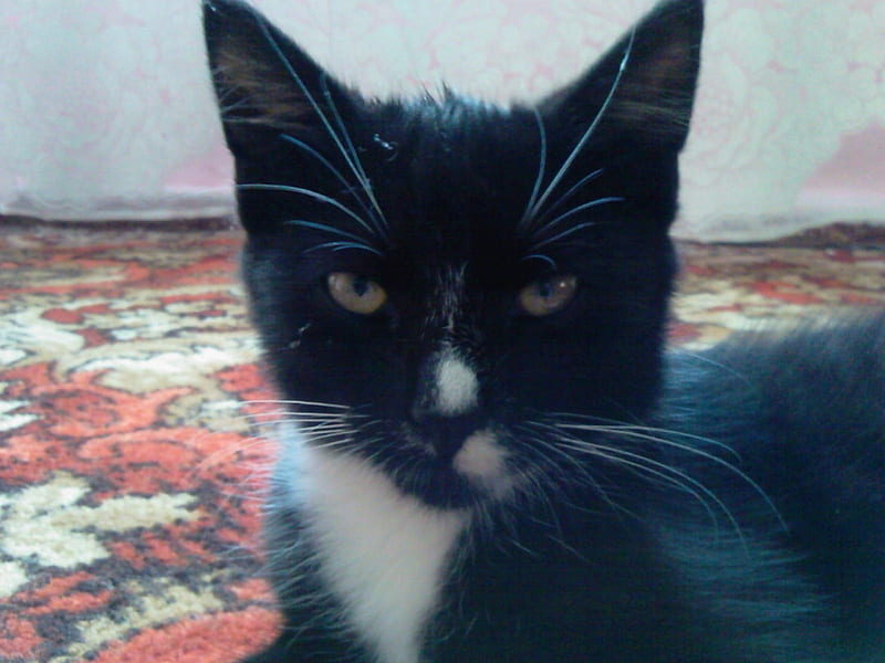Micek, white patch, home, black, cat, murmuring, prankster, HD wallpaper
