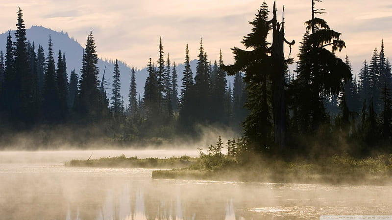 misty lake in mt. rainier np washington, mountain, forest, reflection, lake, mist, HD wallpaper