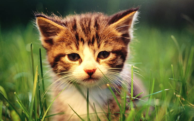 26 Sentimental Kitten-Lovely Baby Kitten, HD wallpaper