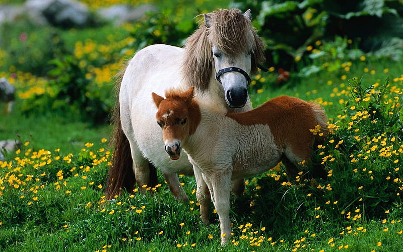 Horse flowers walk family-Grassland animal, HD wallpaper