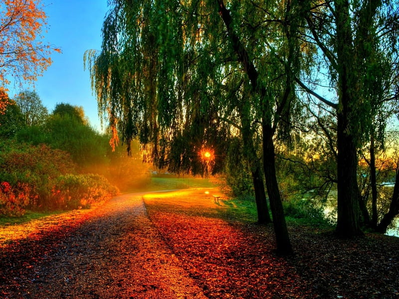 Autumn Path, R, autumn, leaves, sun, rays, nature, rivers, HD wallpaper