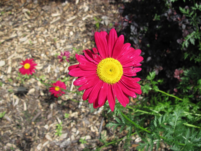 Día de flores silvestres en el centro 12, rojo, grafía, gerbera, verde,  amarillo, Fondo de pantalla HD | Peakpx