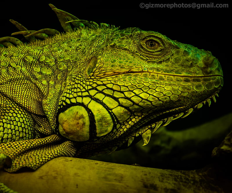 Iguana, reptile, HD wallpaper