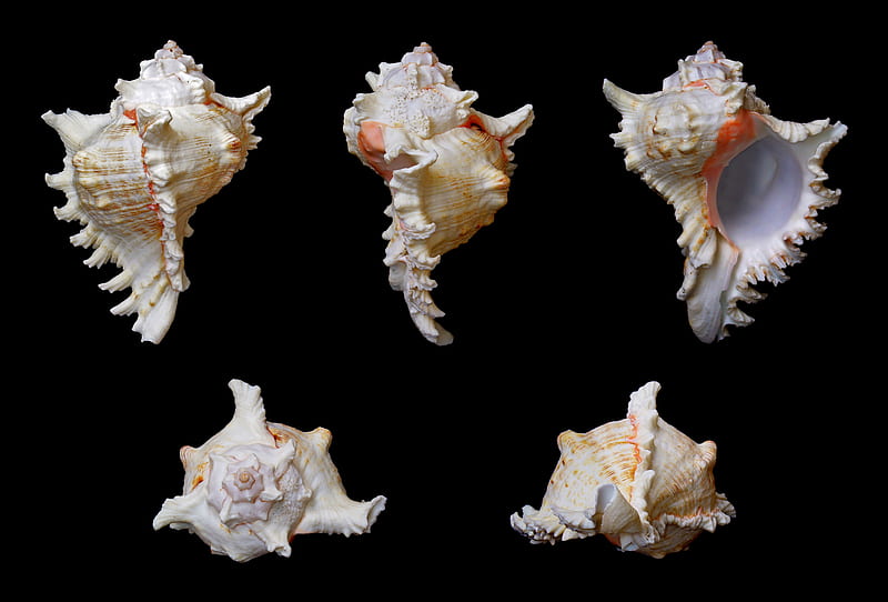 Chicoreus Ramosus, shell, desenho, marine gastropod, mollusk, predatory sea snail, HD wallpaper