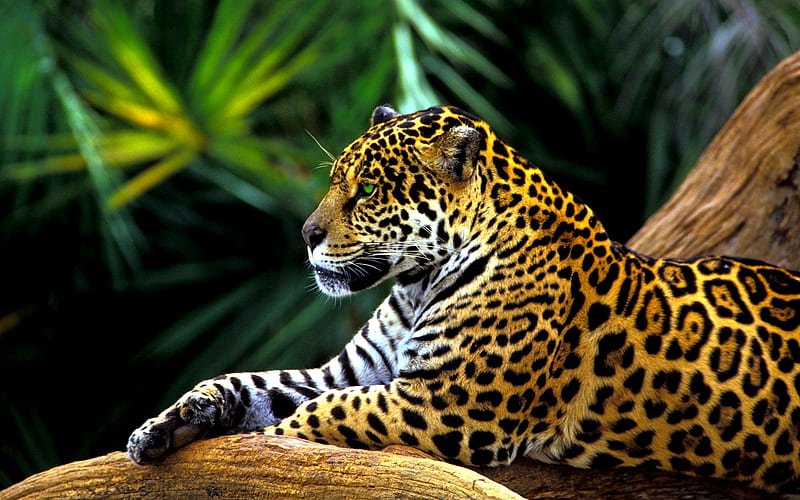 AMAZON JAGUAR, predator, jaguar, rain forest, relaxing, HD wallpaper |  Peakpx