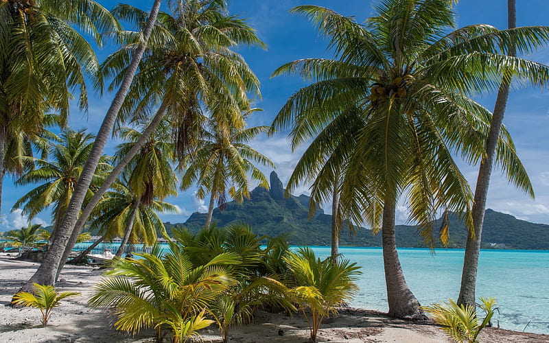 tropical island, beach, palm, summer, tourism, travel, Thailand, HD wallpaper