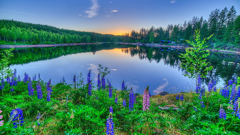 Lupine Flowers Along the Lakeside, forest, flowers, nature, trees ...