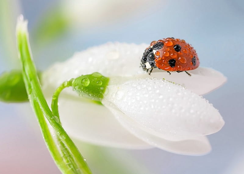 Ladybug And Lily Of The Valley, Bug, Black, Red, Ladybug, White, Lily, Spot, Valley, HD wallpaper