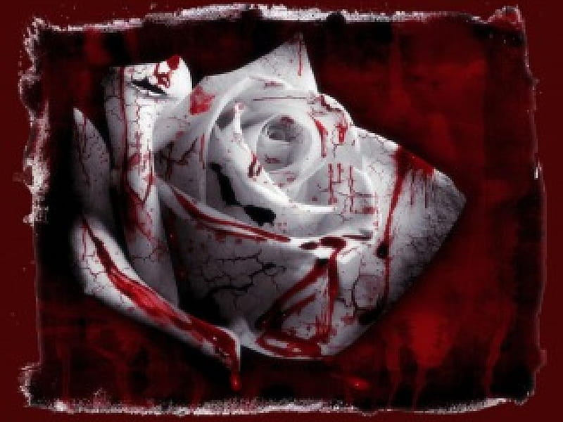 Blood Rose!, sadness, broken heart, rose, abstract, blood, pain, 3d, harm,  boold rose, HD wallpaper | Peakpx
