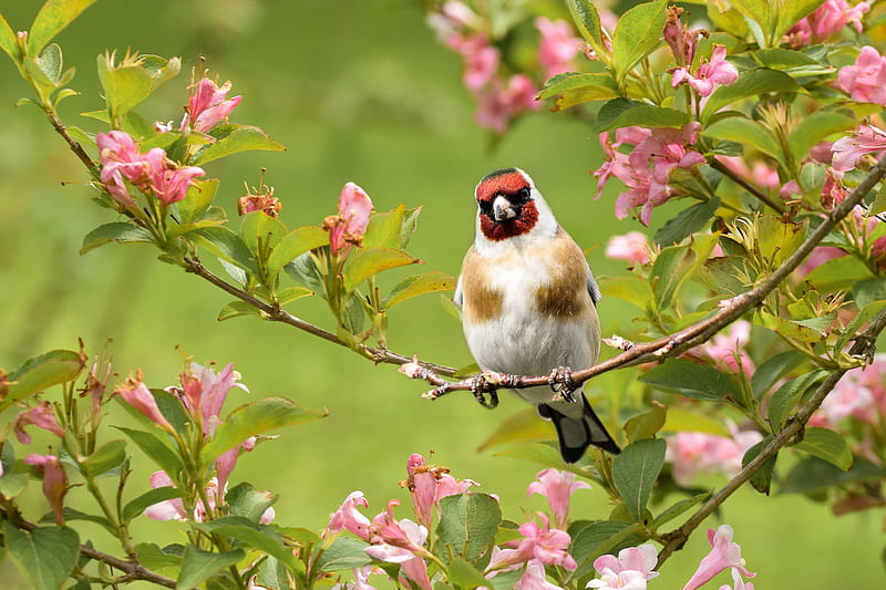 Birds, Finch, Bird, Blossom, Flower, Passerine, Wildlife, HD wallpaper
