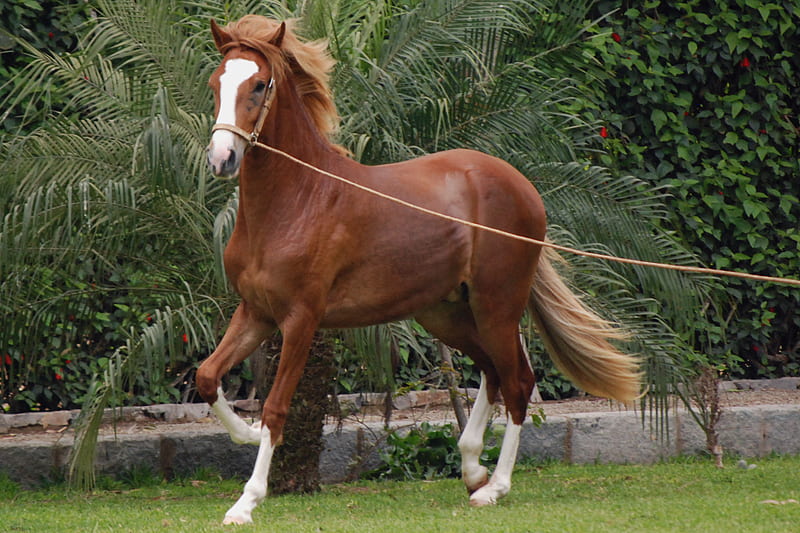 Lima-Peruvian Paso, equus, lima, horse, peruvian paso, HD wallpaper