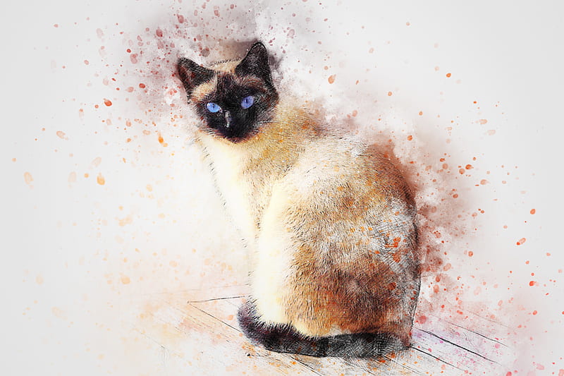 Cat paint, aquarel, cats, dream, kitten, painting, splatter, HD wallpaper