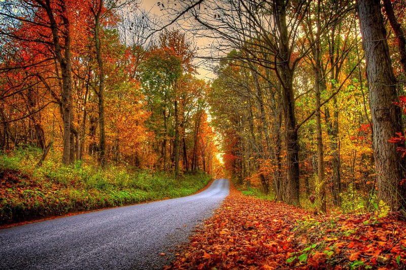 Autumn, forest, fall, woods, trees, sky, leaves, autumn splendor, nature, road, HD wallpaper