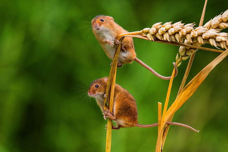 Mice, harvest, green, mouse, rodent, couple, animal, HD wallpaper