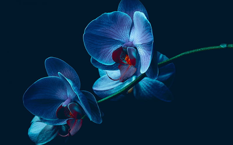 Blue Orchids, twig, flowers, orchids, blue, HD wallpaper