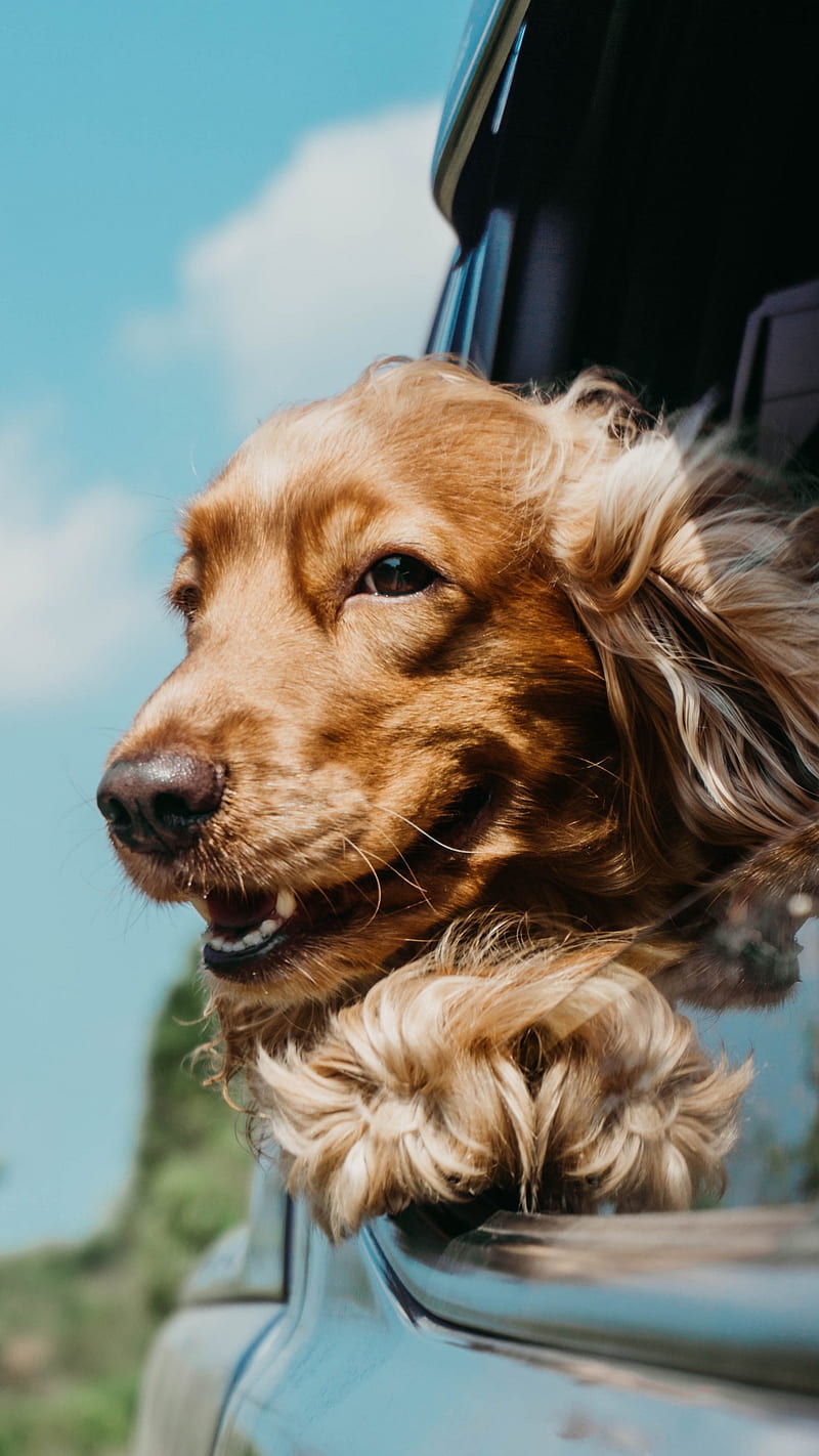 Traveller Dog , window, car, pet, cute, animal, car window, travel, HD phone wallpaper