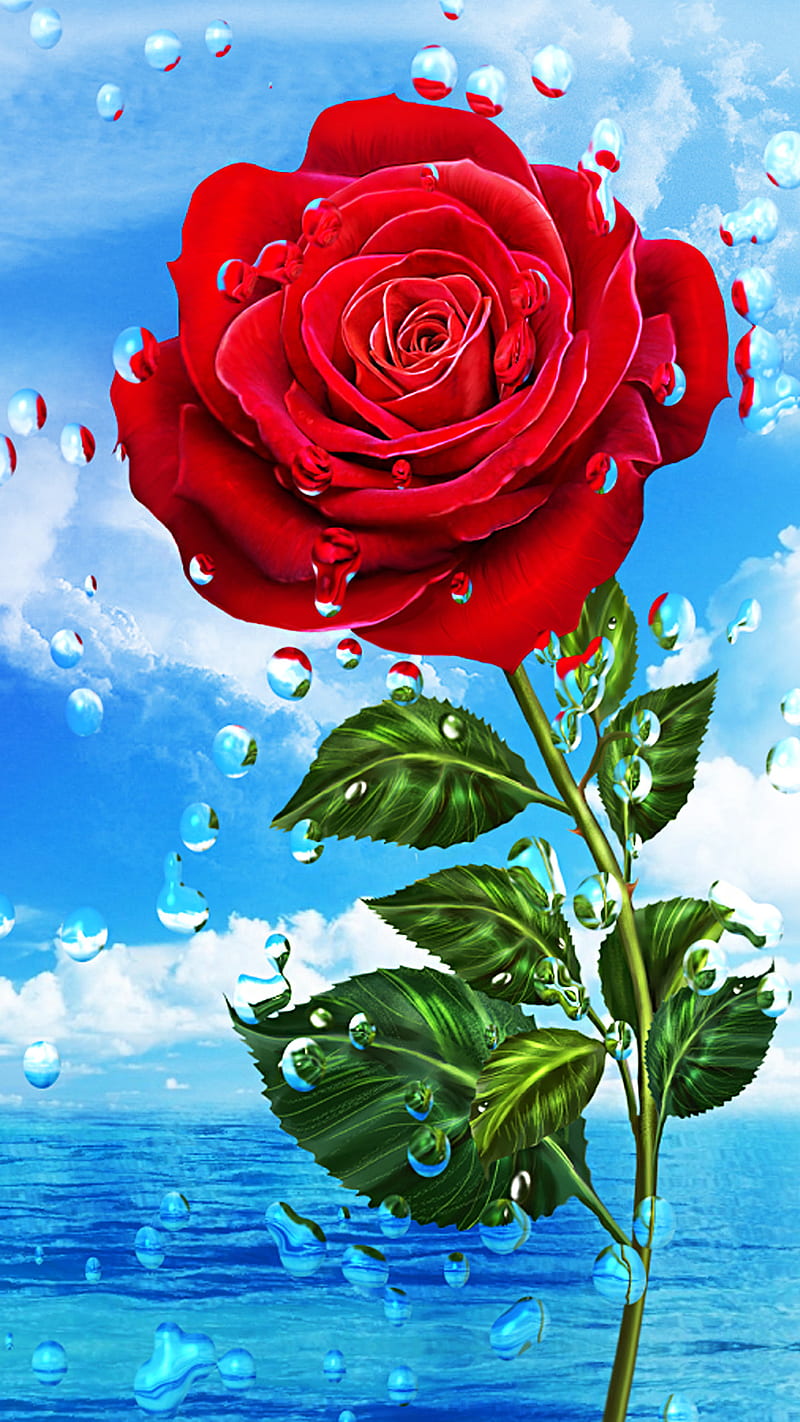rose, blue, clouds, drops, red, water, HD phone wallpaper