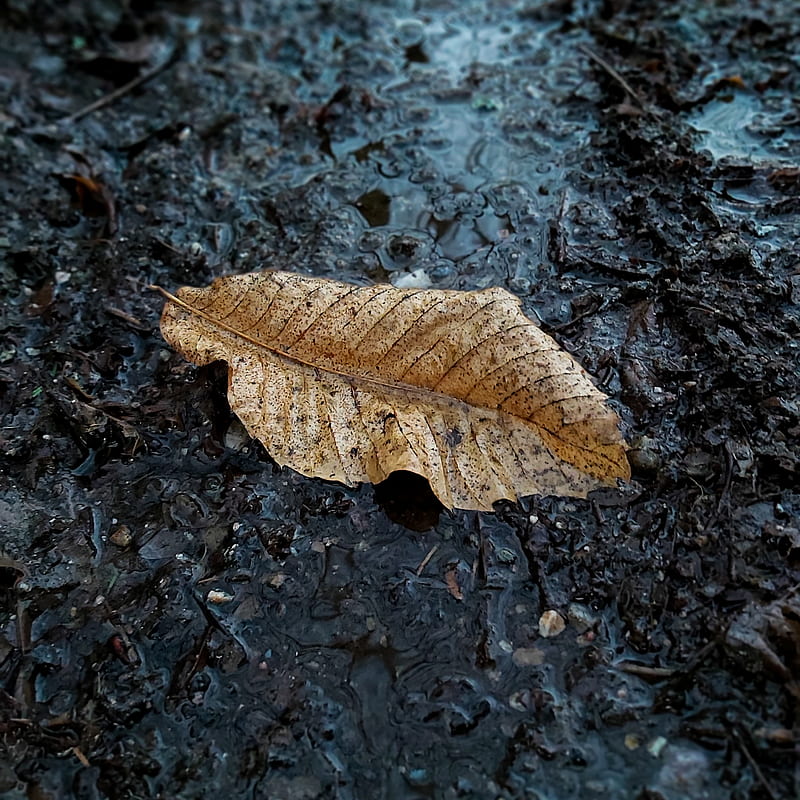 brown dried leaf on black soil, HD phone wallpaper