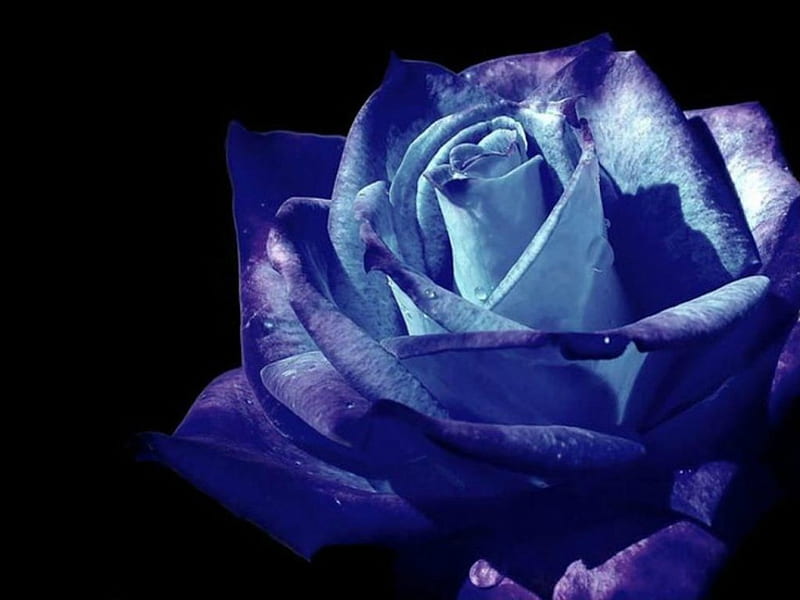 Blue rose, art, black, rose, blue, HD wallpaper | Peakpx