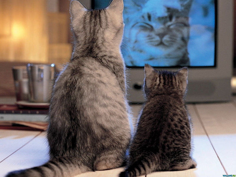 Mom and me watching TV, cat, tv, kitten, animal, sweet, HD wallpaper