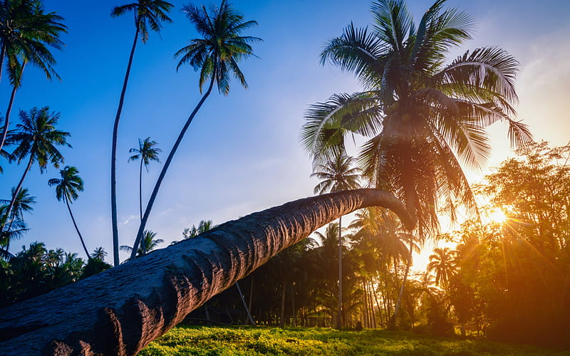 big palm, evening, sunset, sun, tropical island, jungle, HD wallpaper