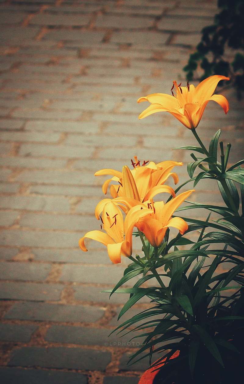 Yellow Lillies, artistic, colours, creative, flowers, nature, graphy, sun, vintage, HD phone wallpaper