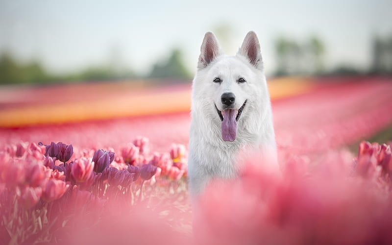 Swiss Shepherd, spring, cute animals, bokeh, white dog, pets, dogs, Berger Blanc Suisse, White Shepherd Dog, White Swiss Shepherd, HD wallpaper
