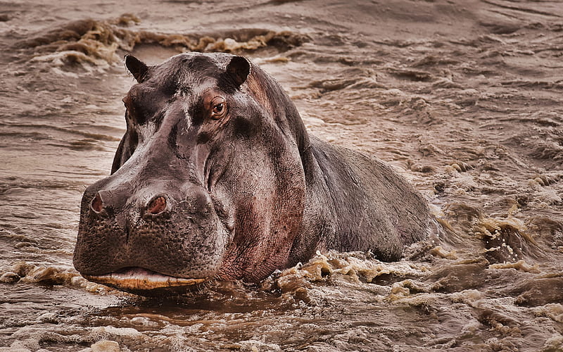 hippopotamus in river wildlife, jungle, Hippopotamus amphibius, Africa, hippo, hippopotamus, HD wallpaper