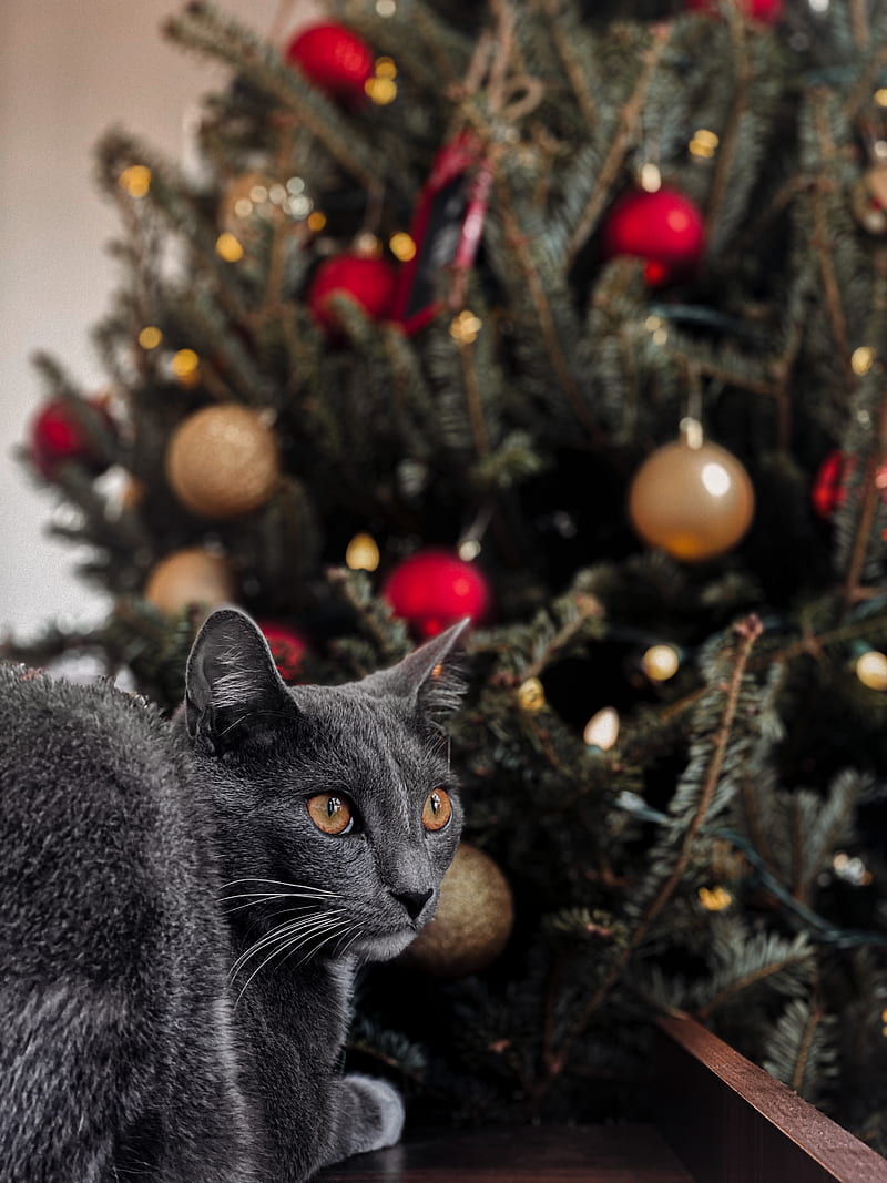 russian blue cat on christmas tree, HD phone wallpaper