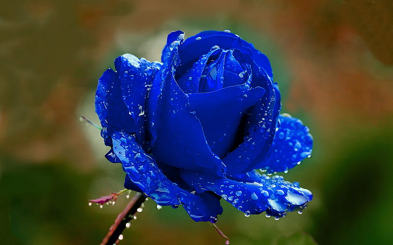 blue rose, macro, blue flowers, beautiful flowers, bokeh, blue buds, roses, HD wallpaper
