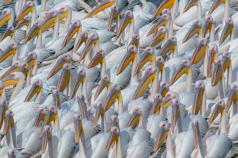 Pelicans, texture, bird, pasari, white, yellow, nature, pelican, HD wallpaper