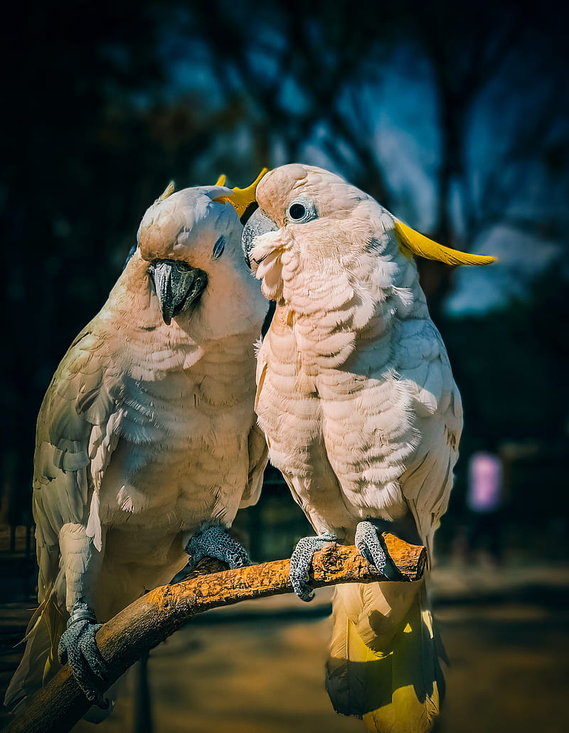 cockatoo, parrots, love, birds, HD phone wallpaper