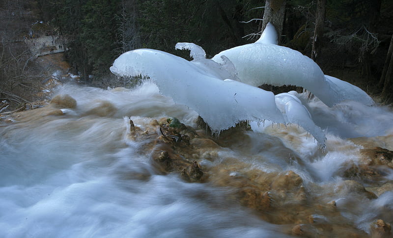 Frozen in Time, sculptures, forest, dolphins, ice, river, flalls, park, HD wallpaper