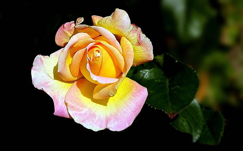 Rose, flower, yellow, pink, HD wallpaper | Peakpx