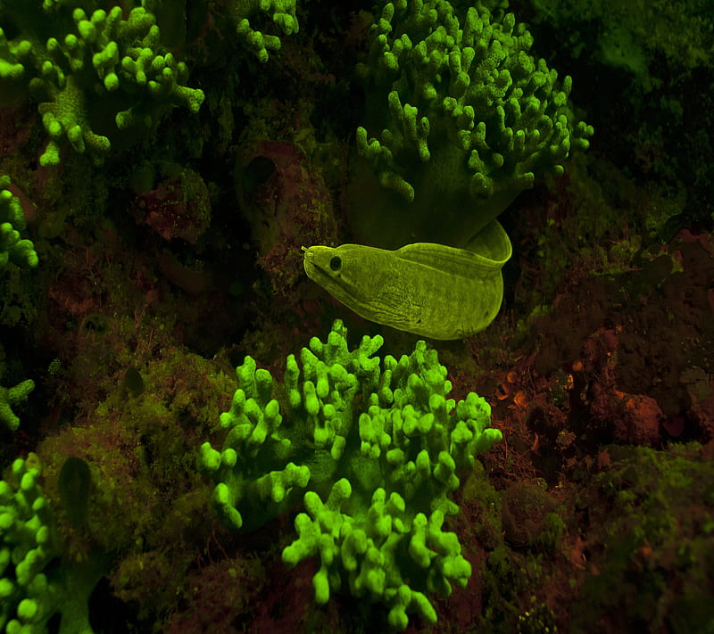 Deep Sea Eel, animal, coral, fish, ocean, HD wallpaper