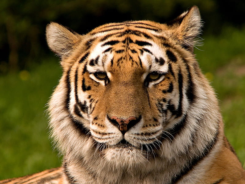 Siberian Tiger, siberian, feline, big cat, tiger, siberia, HD wallpaper