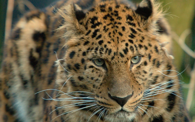 Beautiful Leopard, leopard, bonito, cats, animals, HD wallpaper | Peakpx