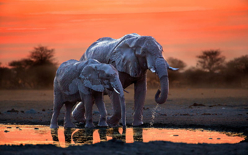 Africa, elephants, sunset, mother and cub, wildlife, Botswana, HD wallpaper
