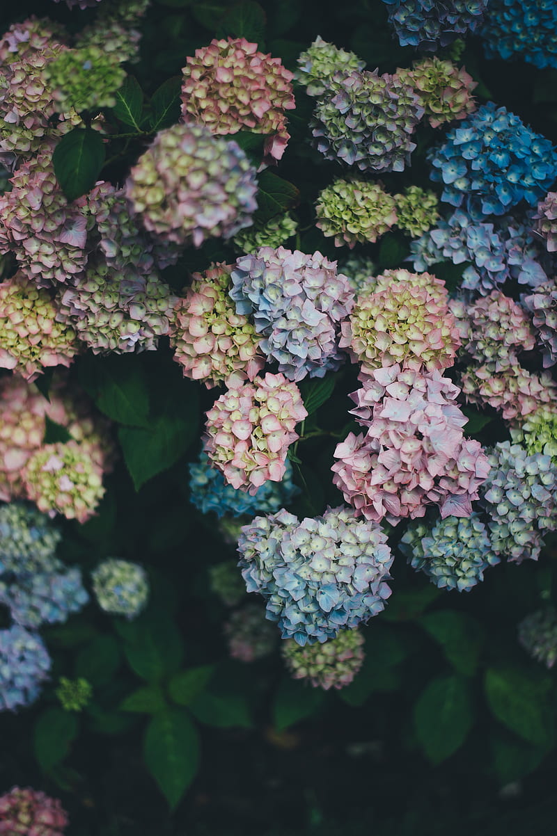 flowers, plants, colorful, HD phone wallpaper