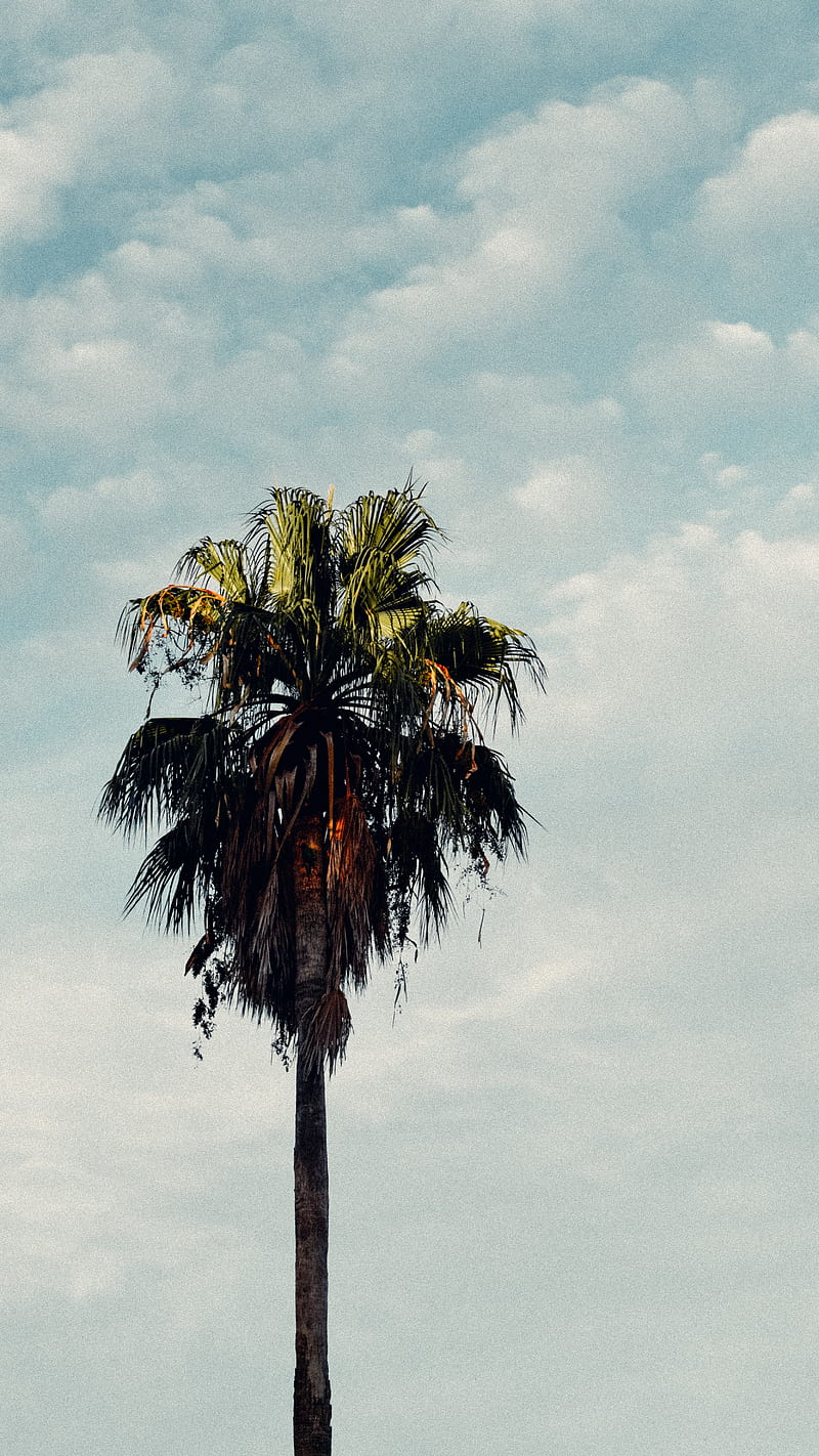 Green palm tree under white clouds, HD phone wallpaper | Peakpx