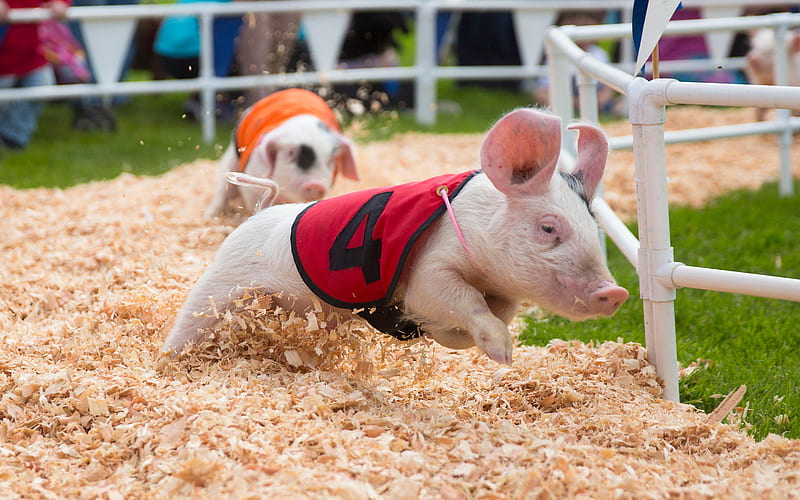 pig race piglets, piggy, funny animals, pigs, HD wallpaper