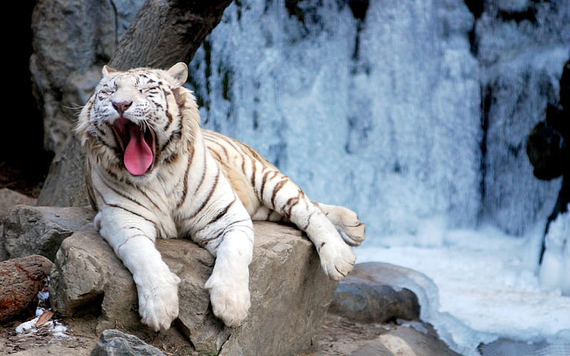 yawning tiger-Wild Animal, HD wallpaper