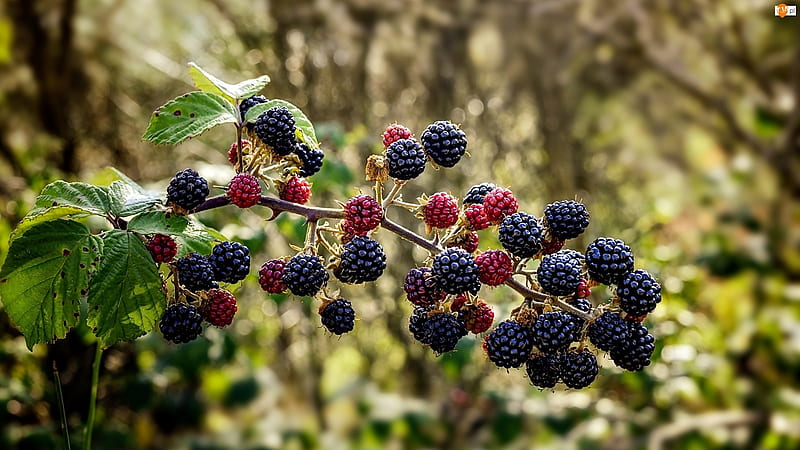 Blackberries, Vitamin K, Bramble fruit, Rubus, Vitamin C, Dietary fibre, HD wallpaper