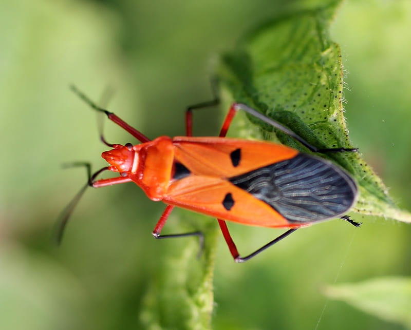 red cotton bug, bug, insect, cotton, animal, HD wallpaper