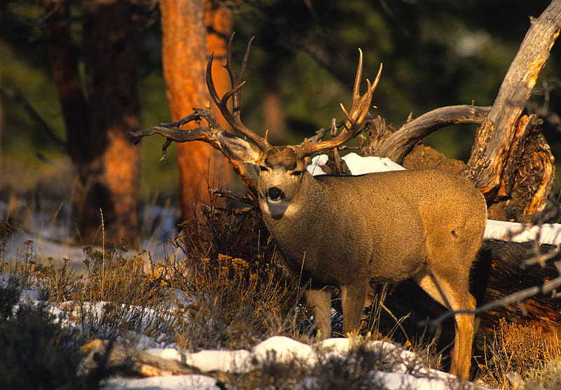 Deer in Snow, fawn, doe, mule deer, buck, white tailed deer, wildlife, nature, HD wallpaper